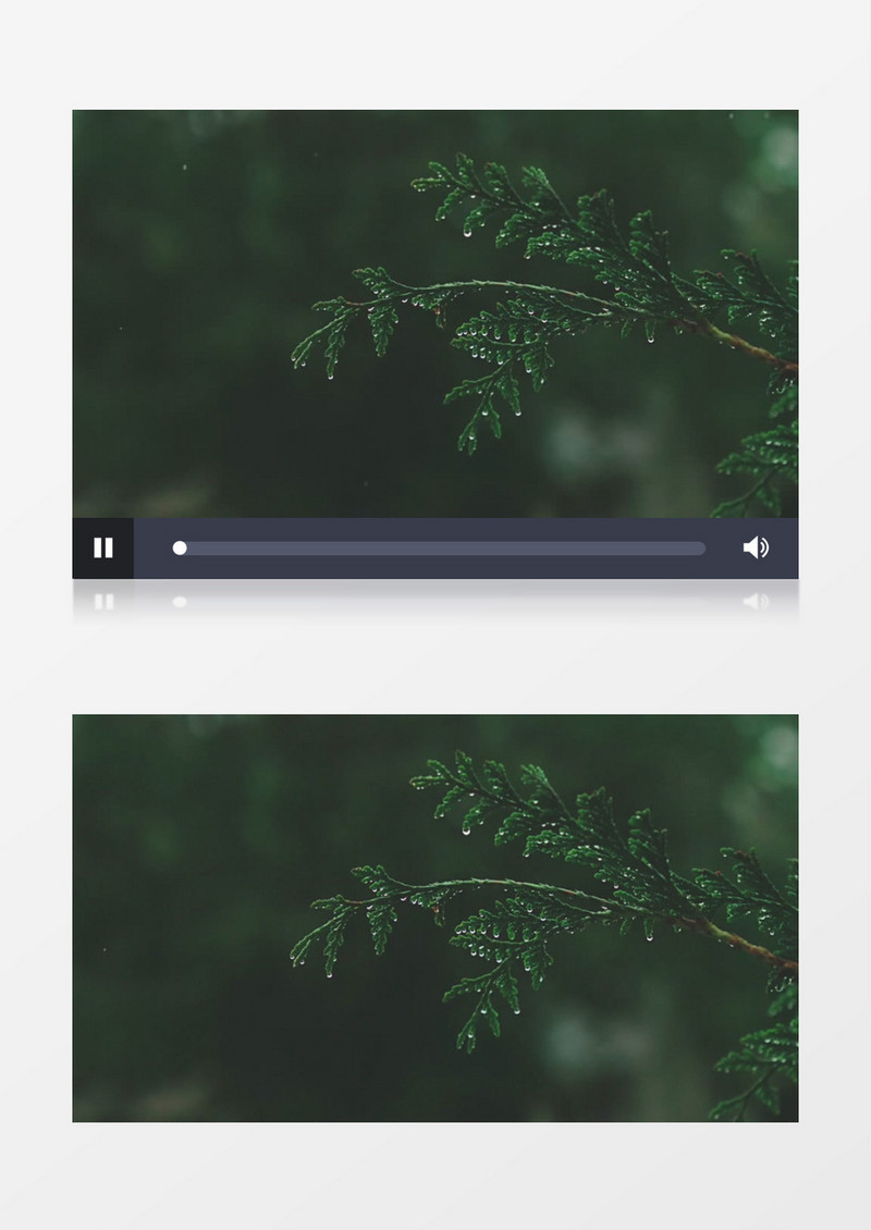 雨水挂在枝头形成晶莹的水滴实拍视频素材