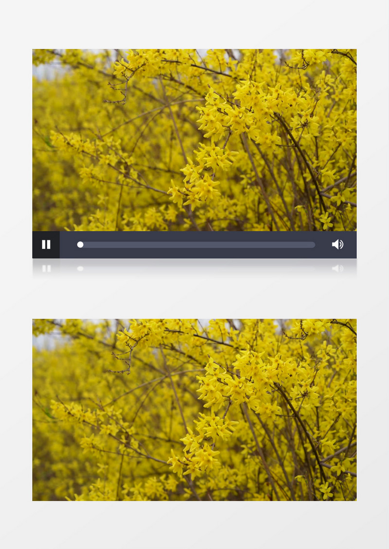 迎春花随着微风轻轻摇摆实拍视频素材