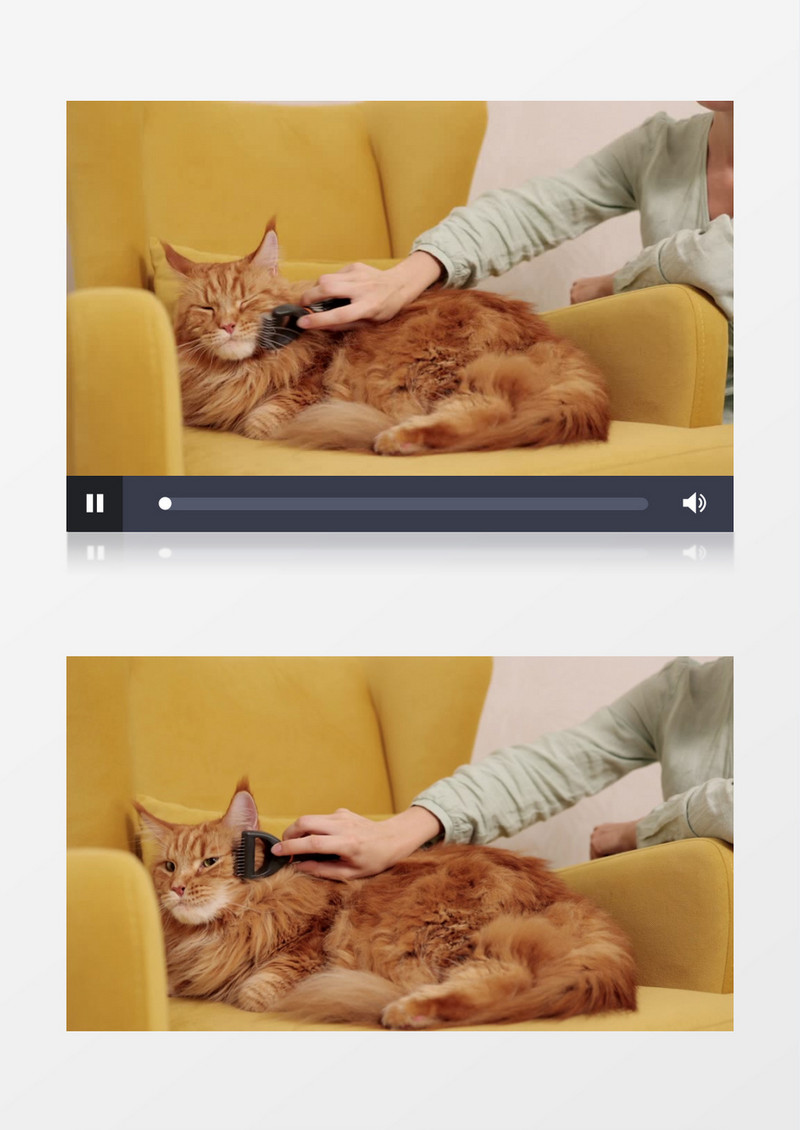 一个女人在给猫梳毛实拍视频素材