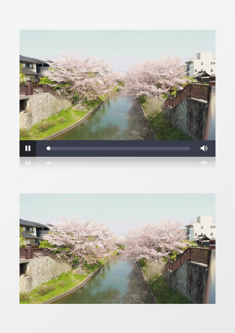 河道边上的樱与河面上的落樱实拍视频素材