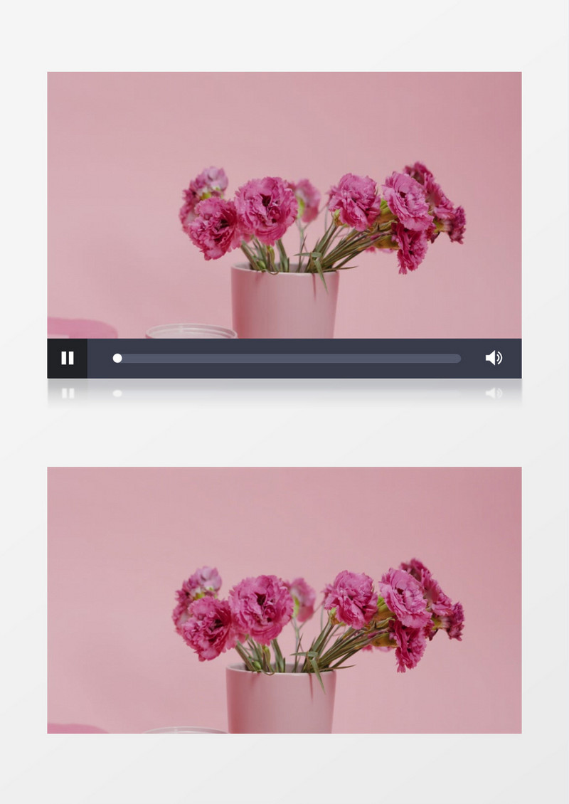 康乃馨实拍视频