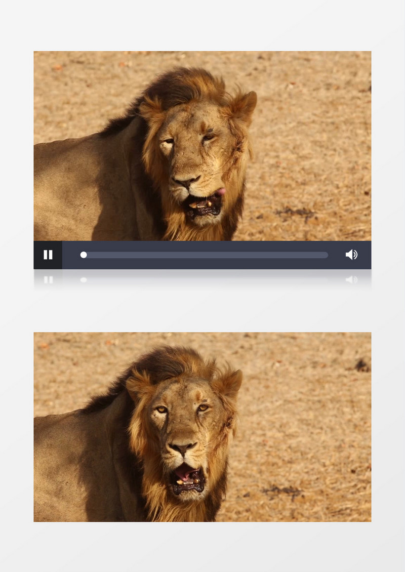 狮子大哈欠实拍视频