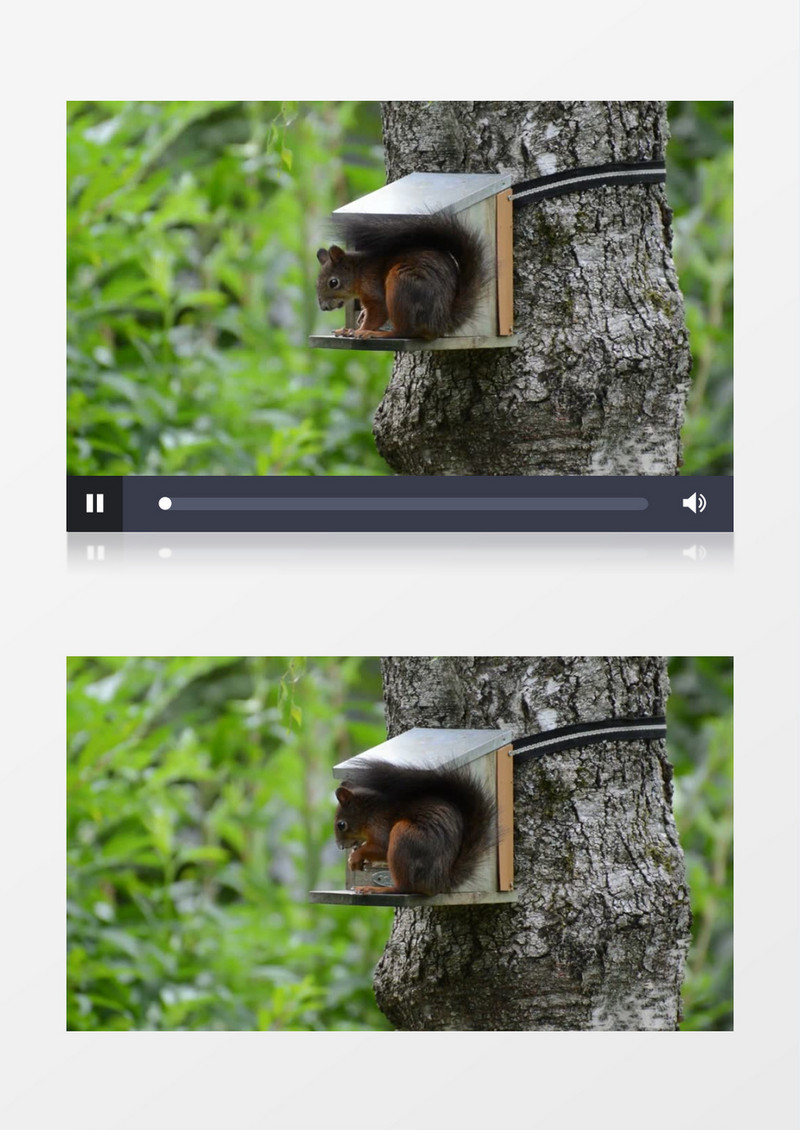 近距离拍摄可爱松鼠在树上的房子里吃坚果实拍视频素材