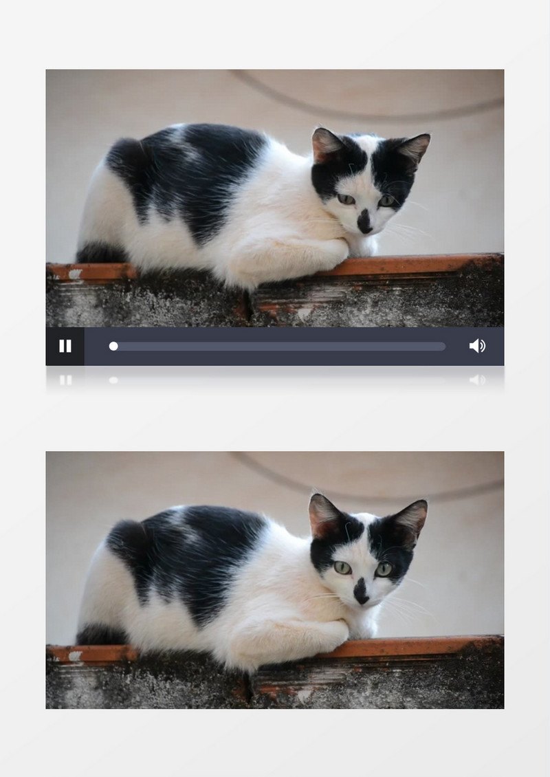 高清实拍午后慵懒的猫咪视频素材