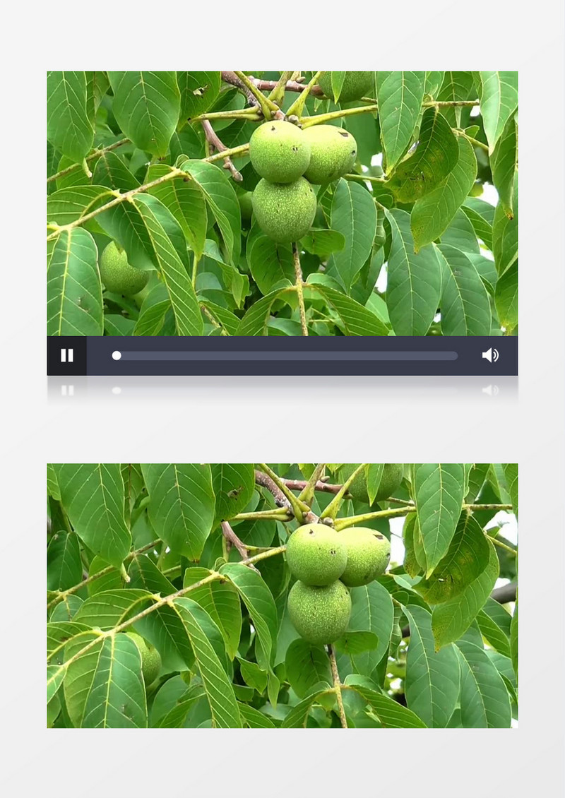  实拍风中的核桃树高清特写实拍视频素材
