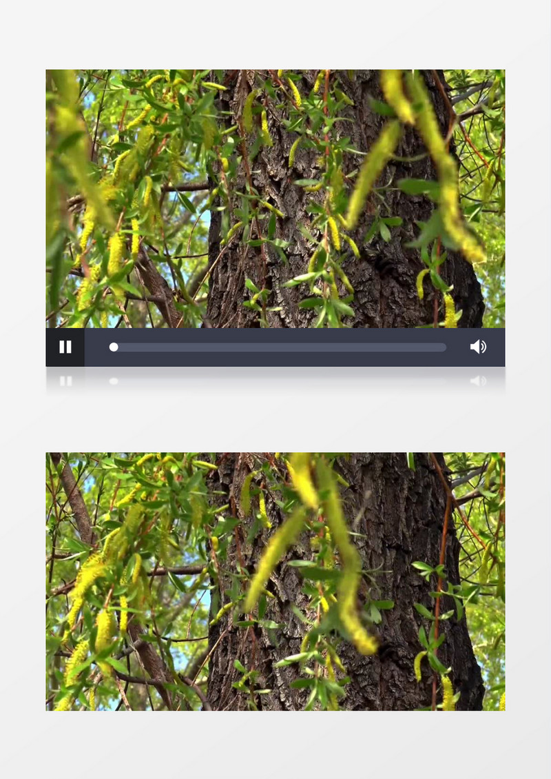 春天绿色植物森林植物树干叶子背景高清实拍视频