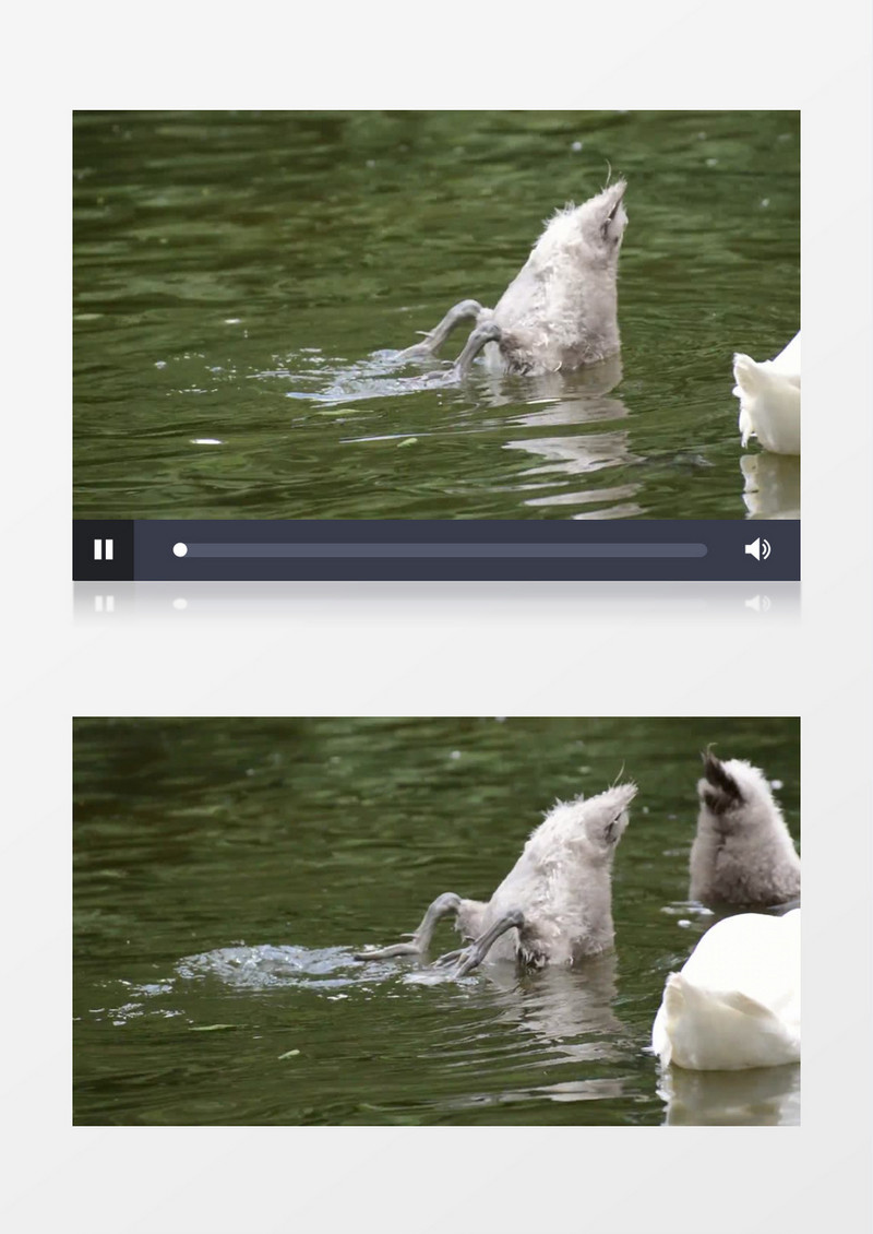  实拍湖水里小鸭子捕食瞬间实拍视频素材