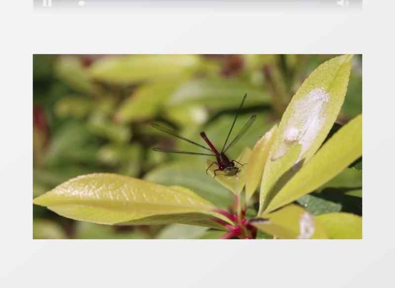 自然界野生动物红色蜻蜓迎风飞舞高清实拍视频