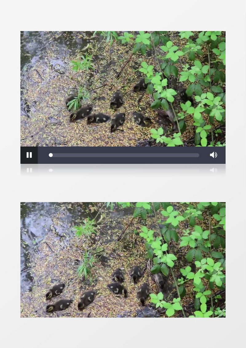 一群小鸭水中 游泳嬉戏实拍视频素材