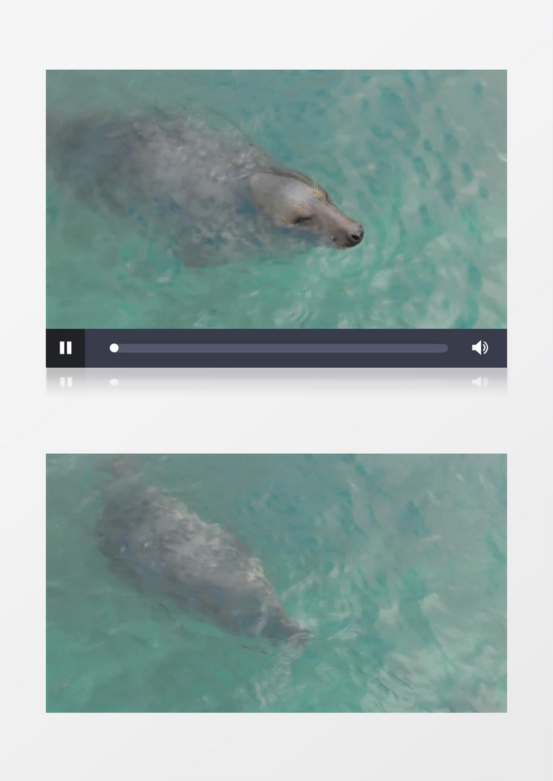 水族馆动物水中活动实拍视频素材