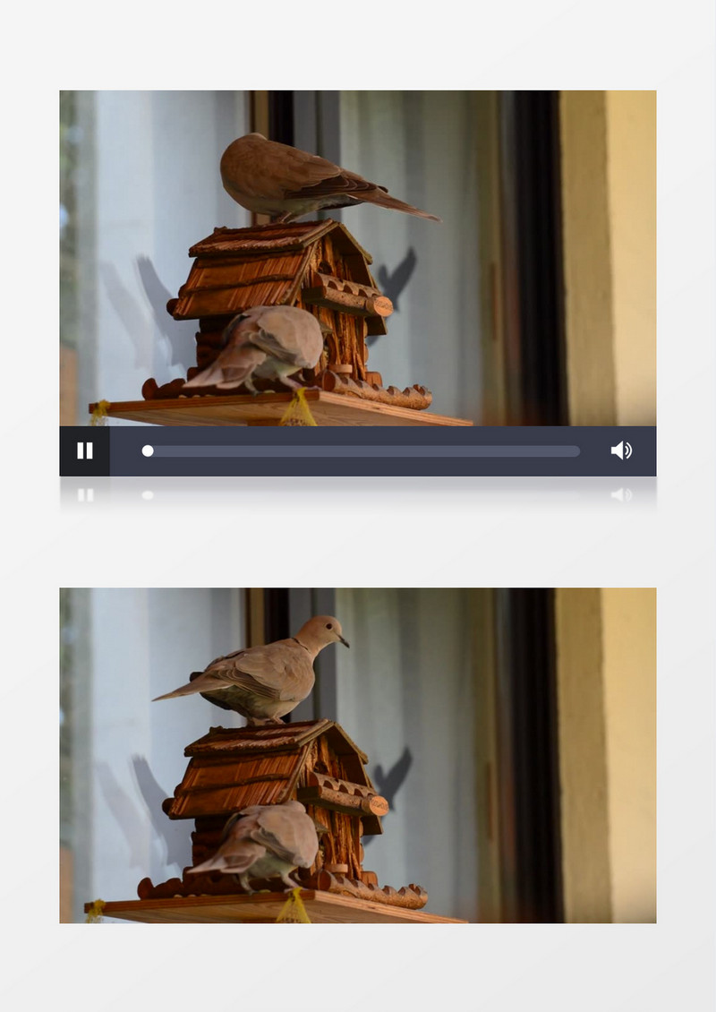 近距离拍摄城市室内鸟舍喂养鸽子觅食实拍视频素材