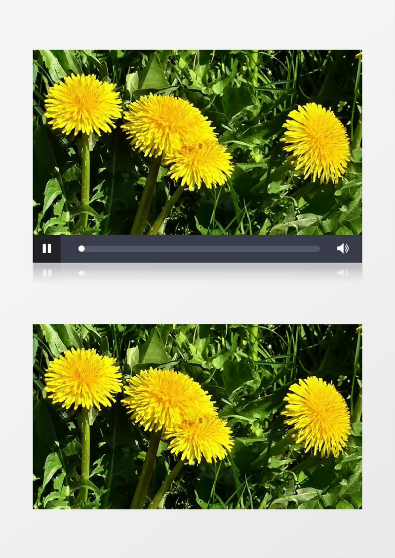 春天盛开的鲜花蓬勃生长实拍视频素材