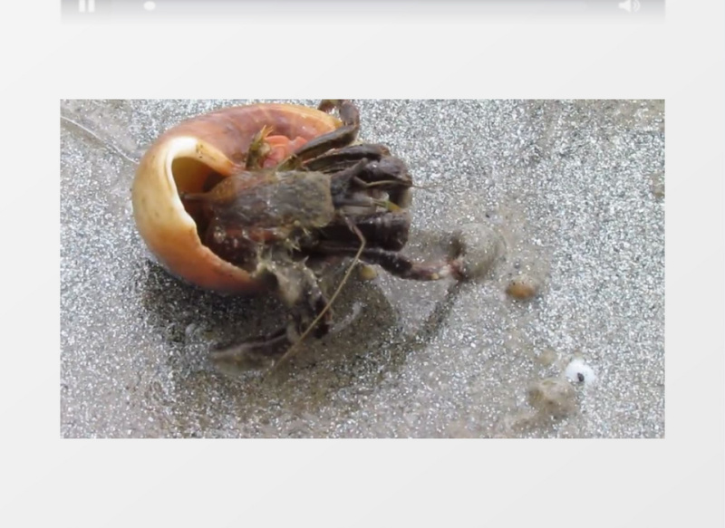 海洋甲壳动物隐士寄居蟹实拍视频