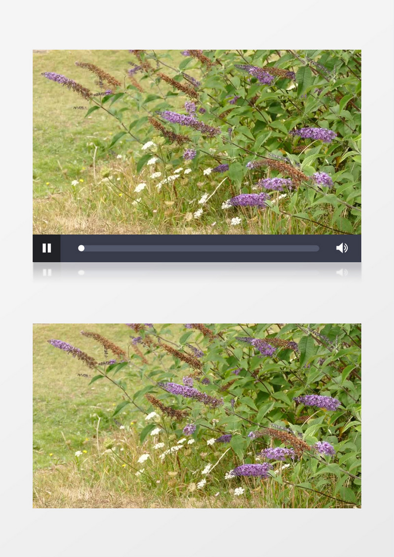夏天自然鲜花植物随风摇曳微风成长实拍视频