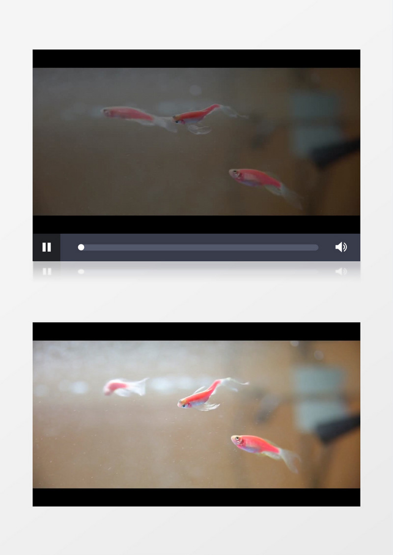 清澈美丽淡水鱼游泳实拍视频素材