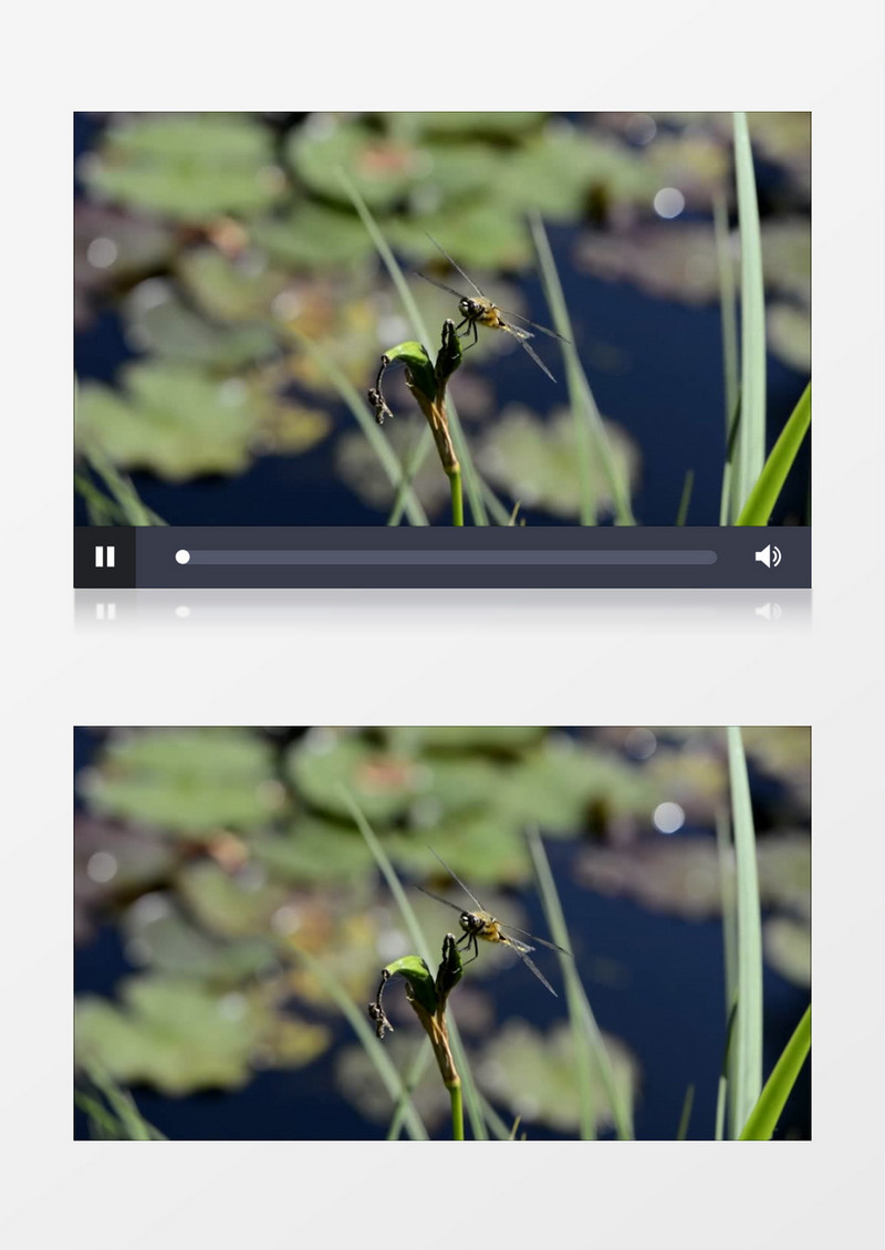 蜻蜓停留在突出的树枝上实拍视频素材