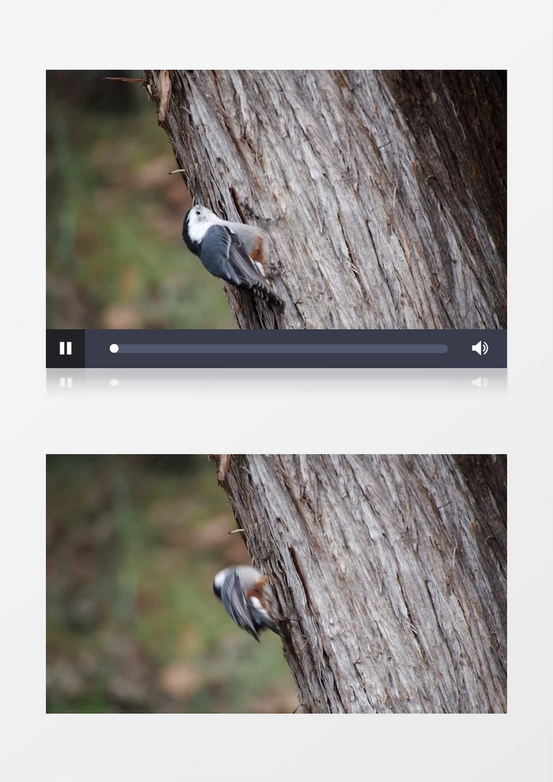 高清实拍啄木鸟啄树捕虫实拍视频素材