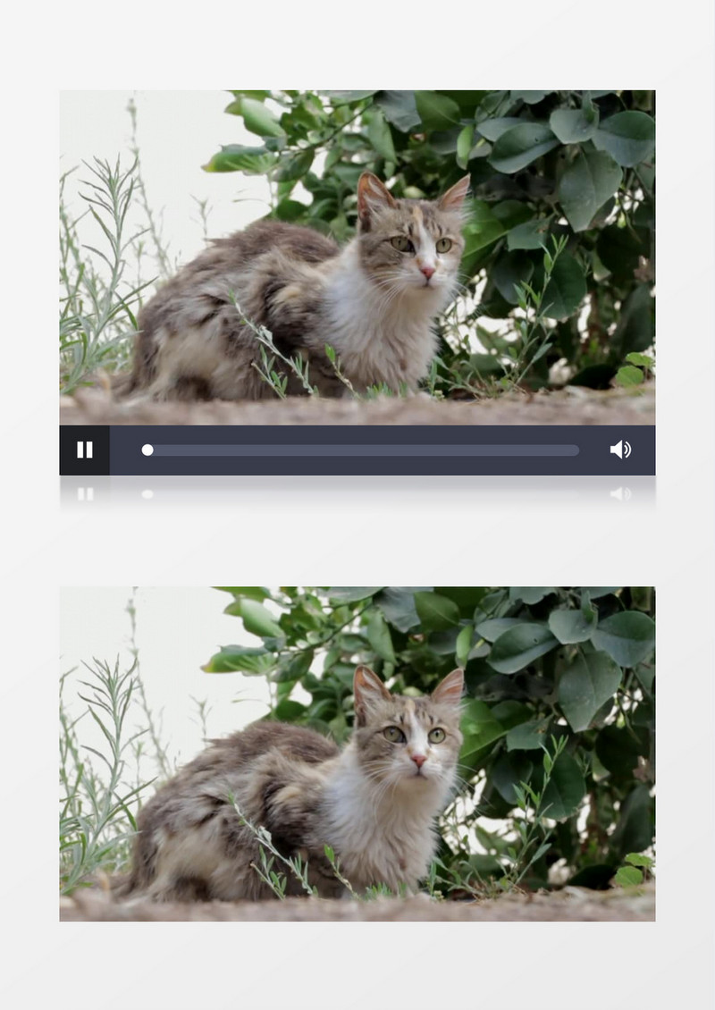 可爱流浪猫寻食公园实拍视频素材