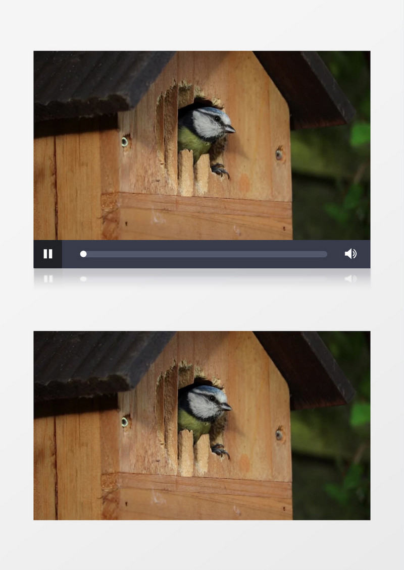 在巢箱中瞭望的蓝雀实拍视频素材