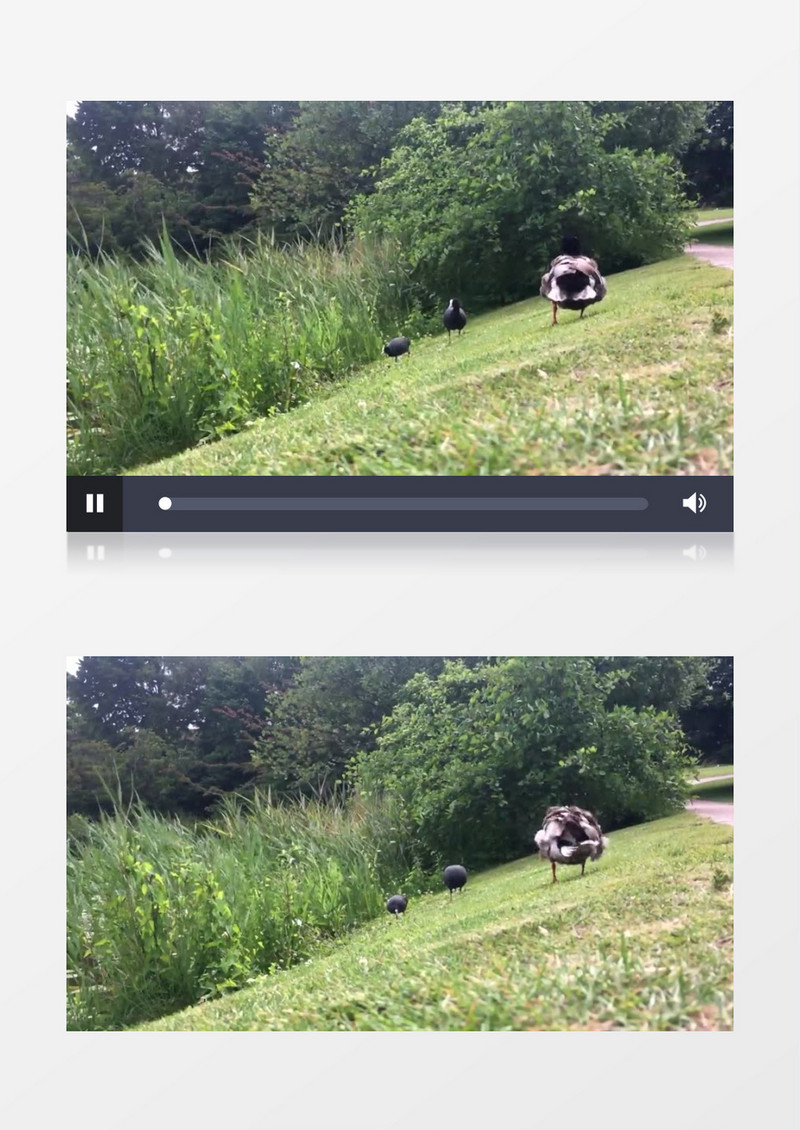 草地上舒展翅膀的鸭子实拍视频素材