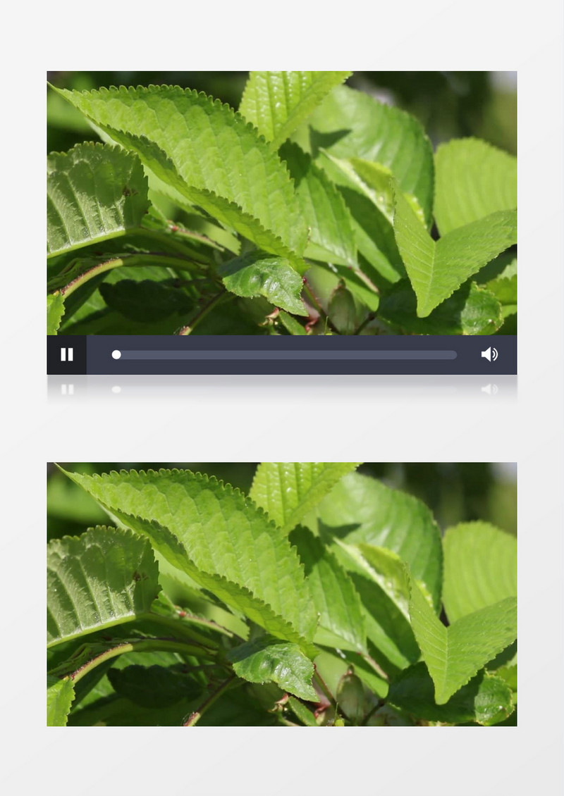 夏天绿色植物随风摇曳实拍视频