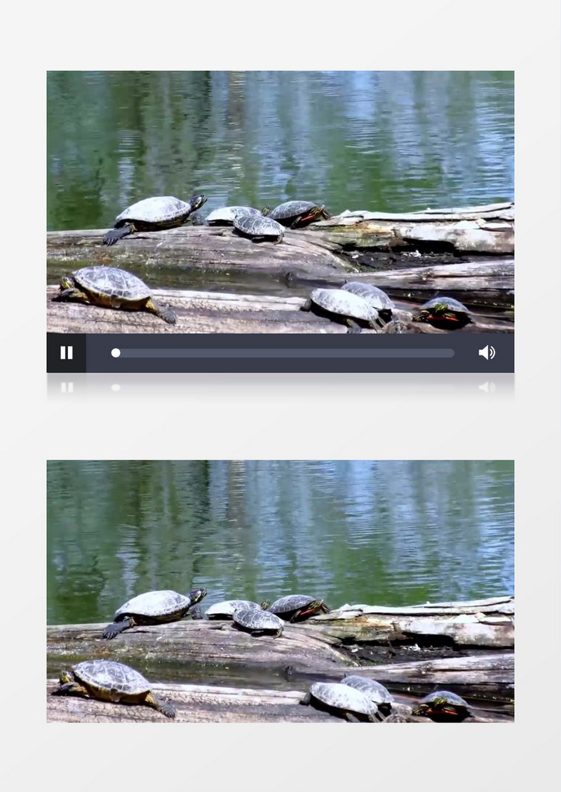 爬行动物海龟游泳实拍视频