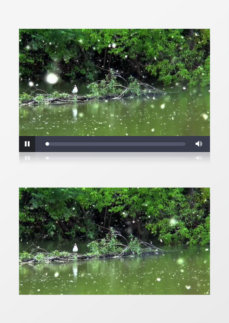 近距离高清拍摄夏季河流边野生动物鸟类海鸥飞起实拍视频素材