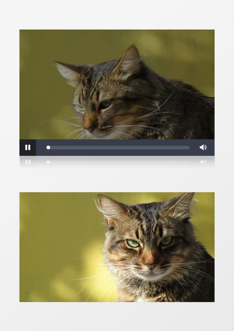  弗利纳可爱呆萌的猫转脸实拍视频