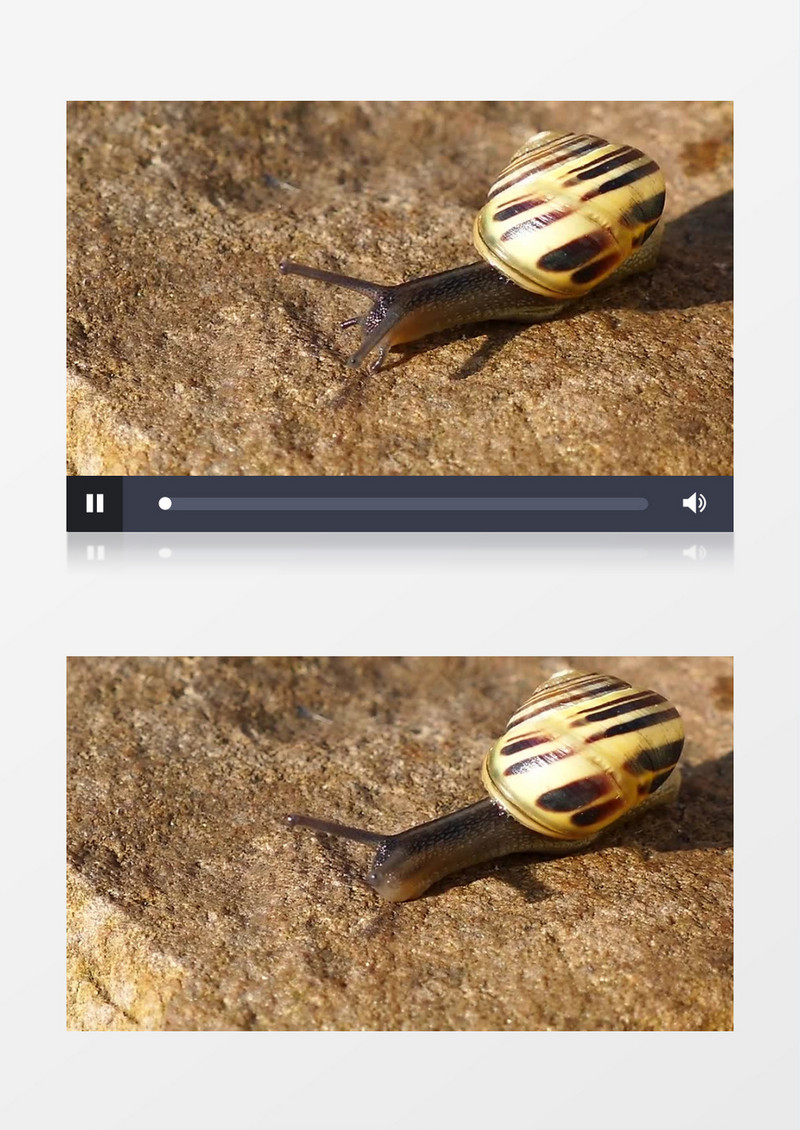 近距离拍摄可爱棕色外壳蜗牛在石块表面缓慢前行实拍视频素材