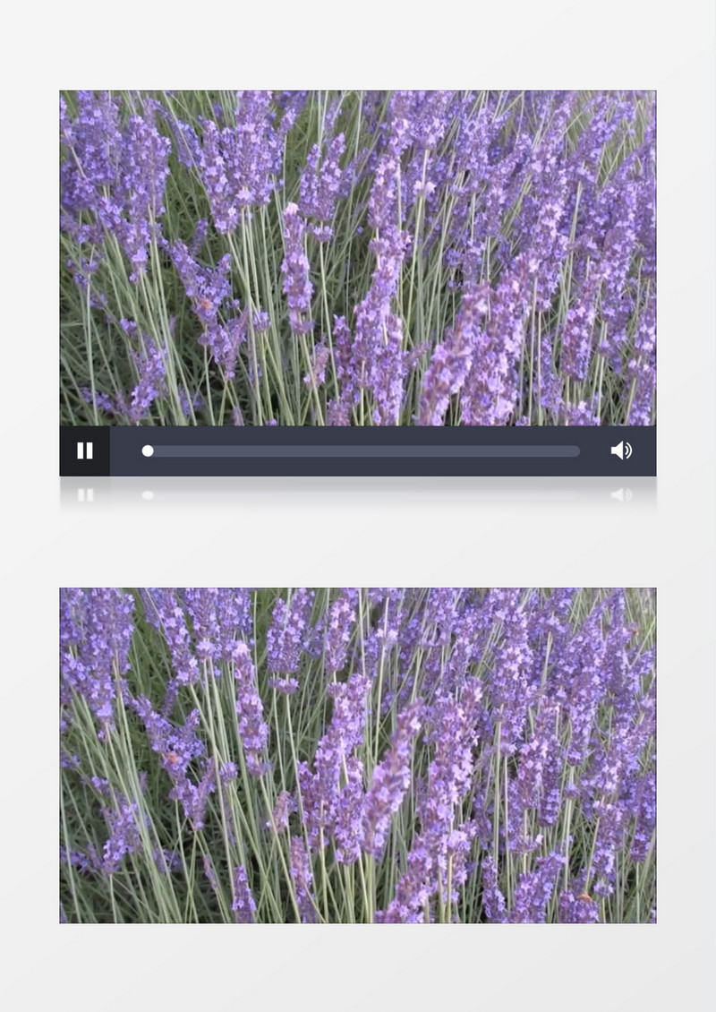 整片草本植物薰衣草花圃实拍视频