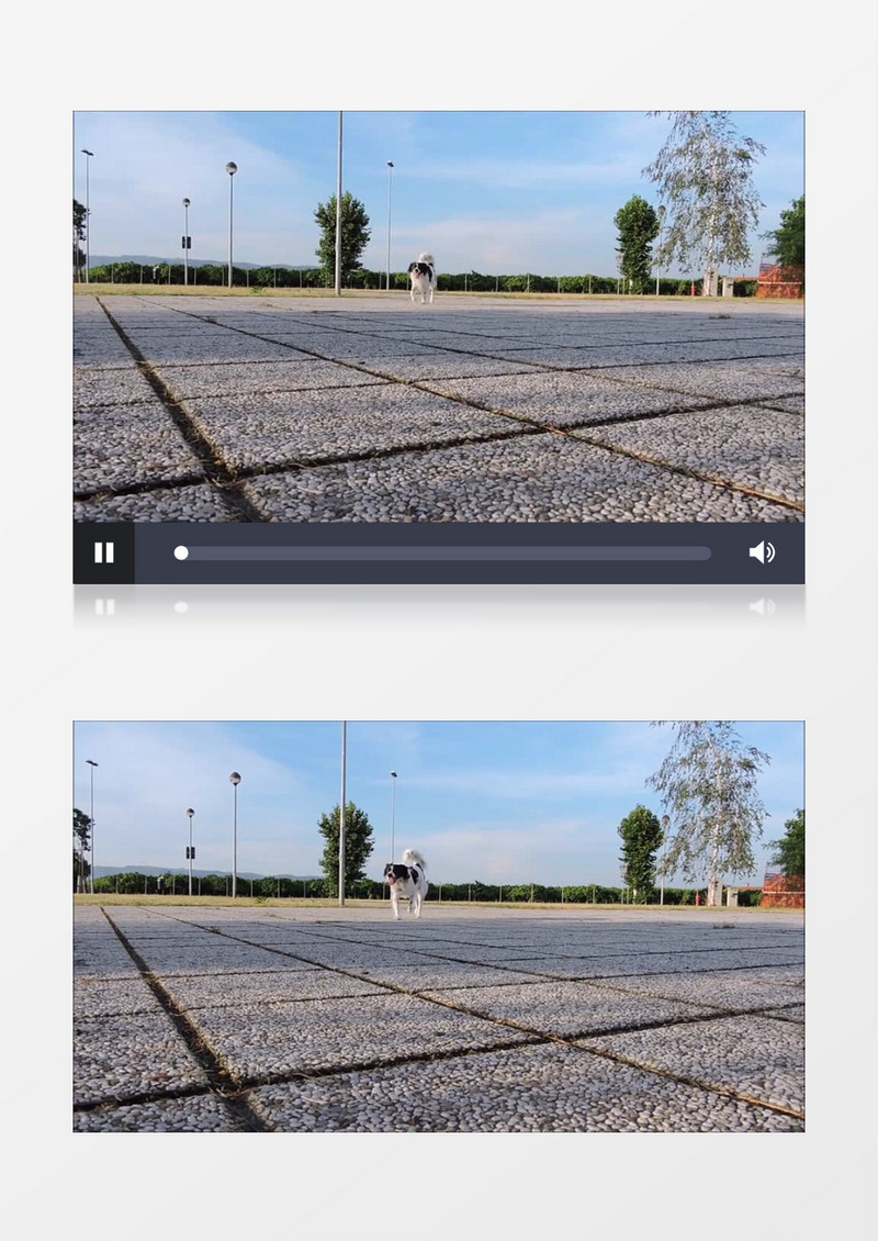 白天高清近距离拍摄公园石板路上狗狗跑过实拍视频素材