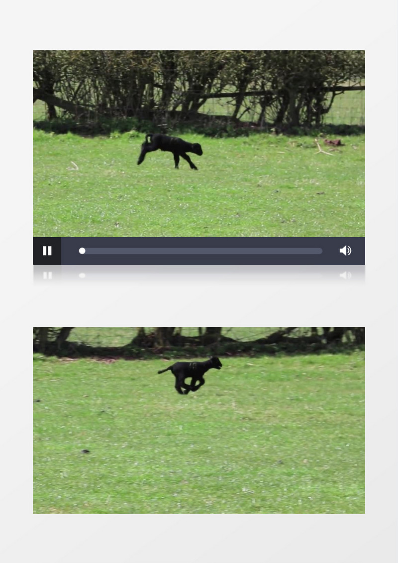 自然界原野动物黑羊奔跑实拍视频