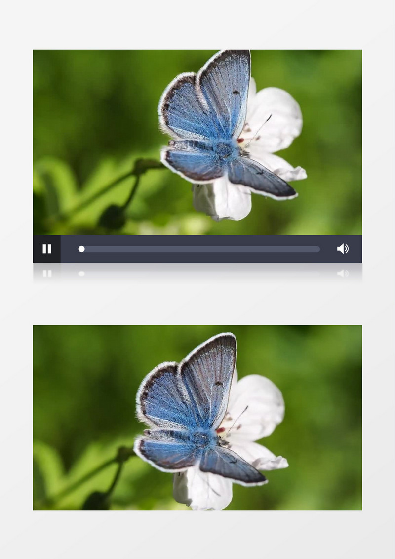 夏天绿色植物蝴蝶特写实拍视频素材