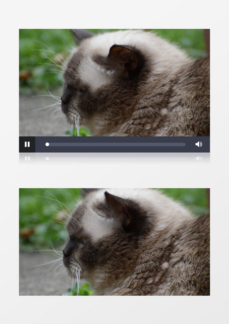 纯种英国英国短毛猫实拍视频素材