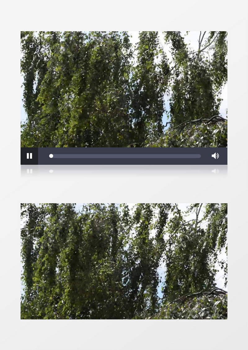 大风中摇曳的树枝实拍视频素材