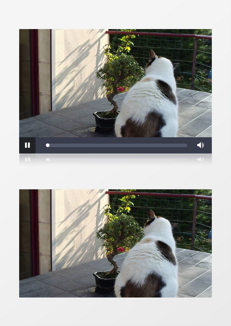 可爱的小猫近距离高清实拍视频素材