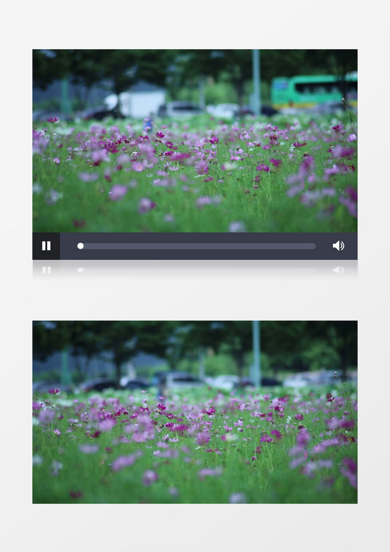 秋季自然风光鲜花拥簇实拍视频