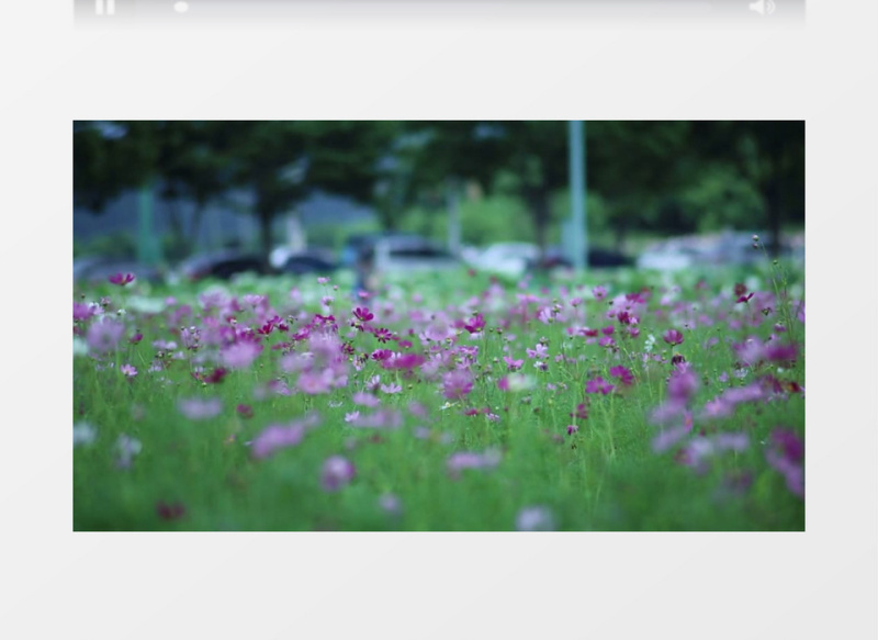 秋季自然风光鲜花拥簇实拍视频