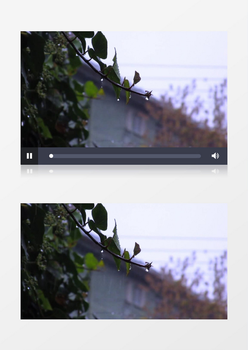 雨天树枝上的滴水声实拍视频