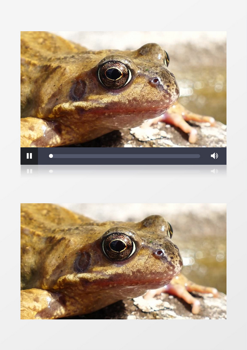 自然界两栖类爬行动物实拍视频