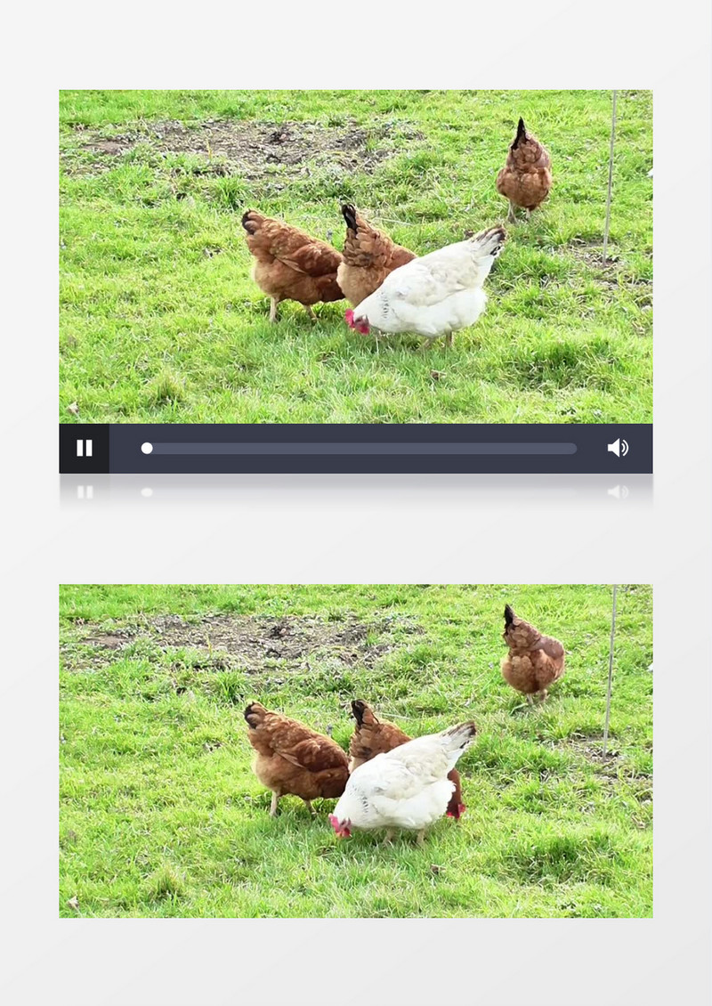 高清实拍几只可爱的小母鸡在青青草原上觅食的悠闲状态实拍视频素材
