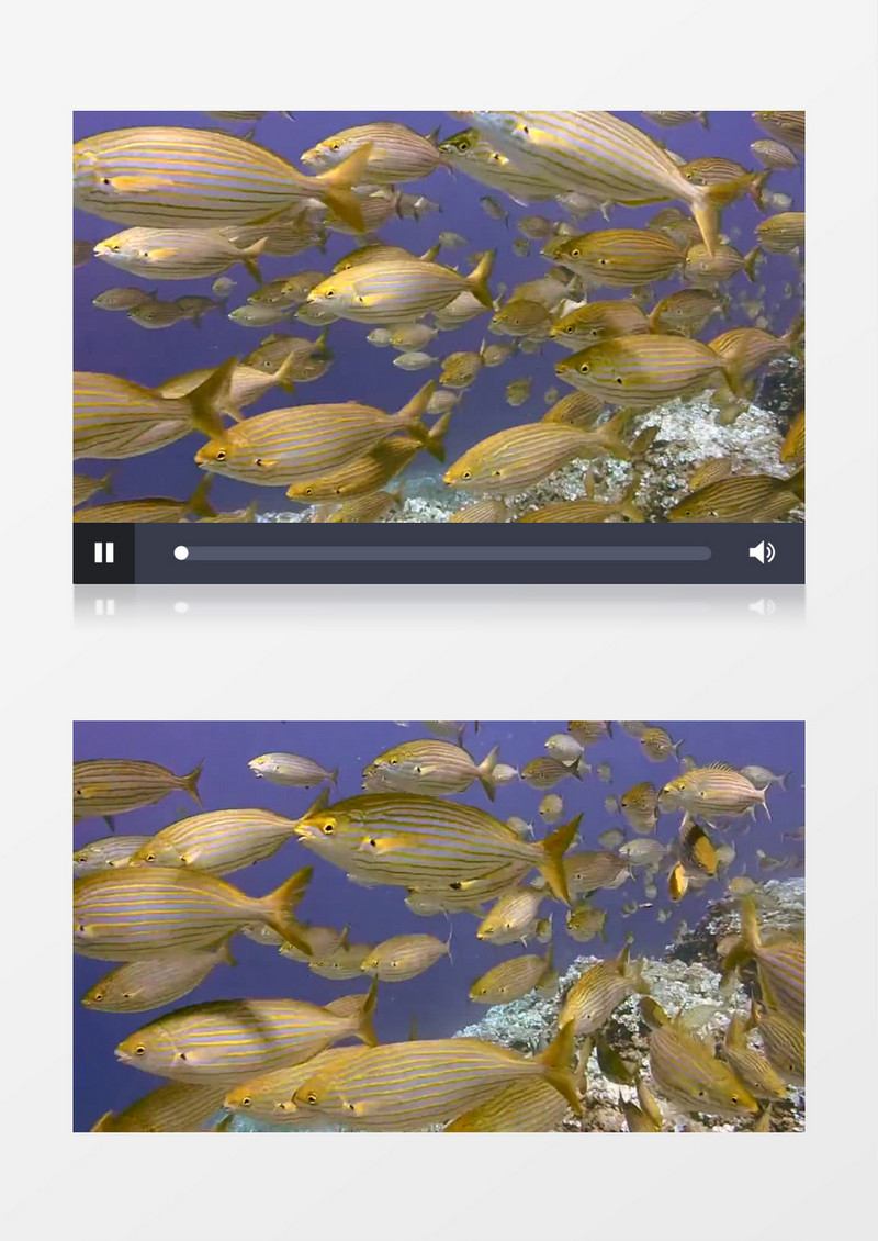 高清实拍海洋世界多姿多彩自由自在的小鱼