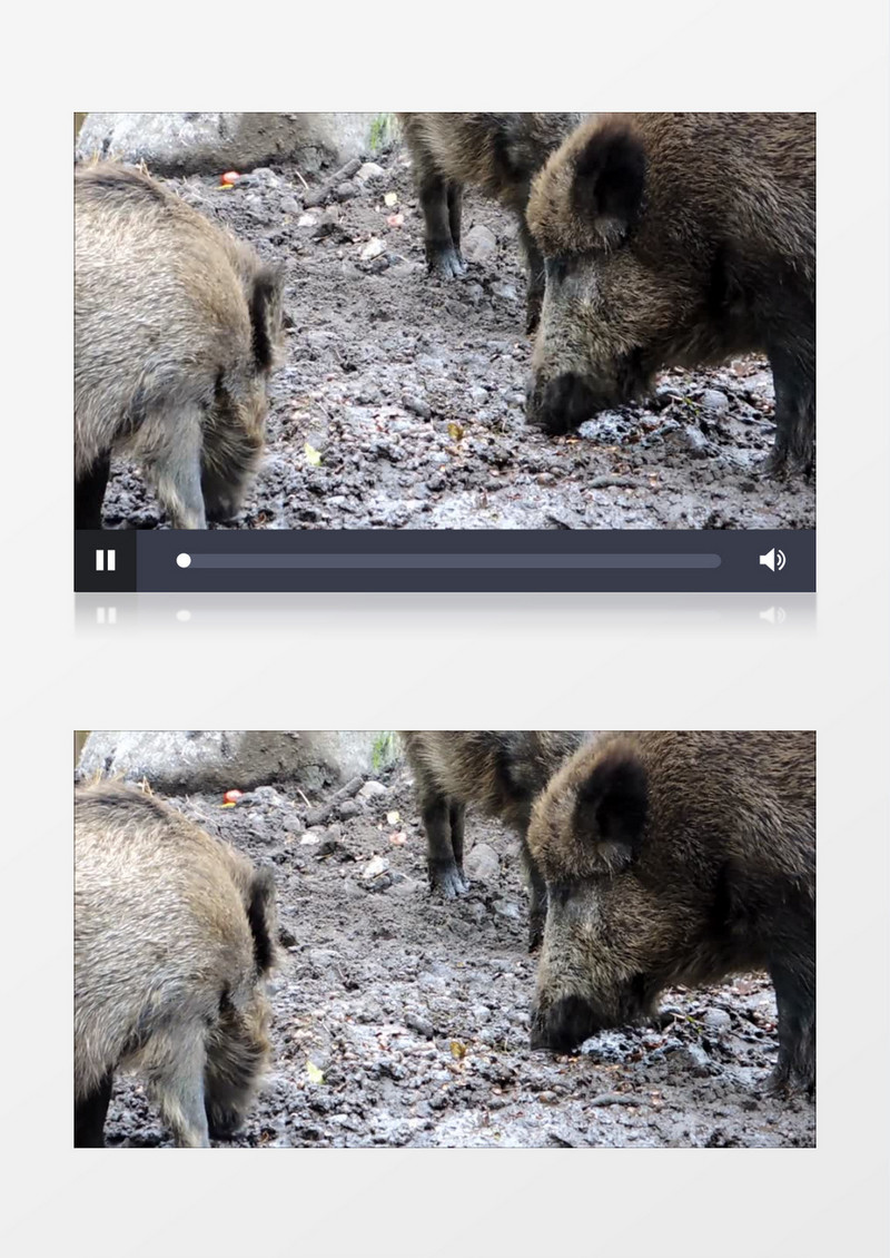 高清实拍野猪在觅食实拍视频素材