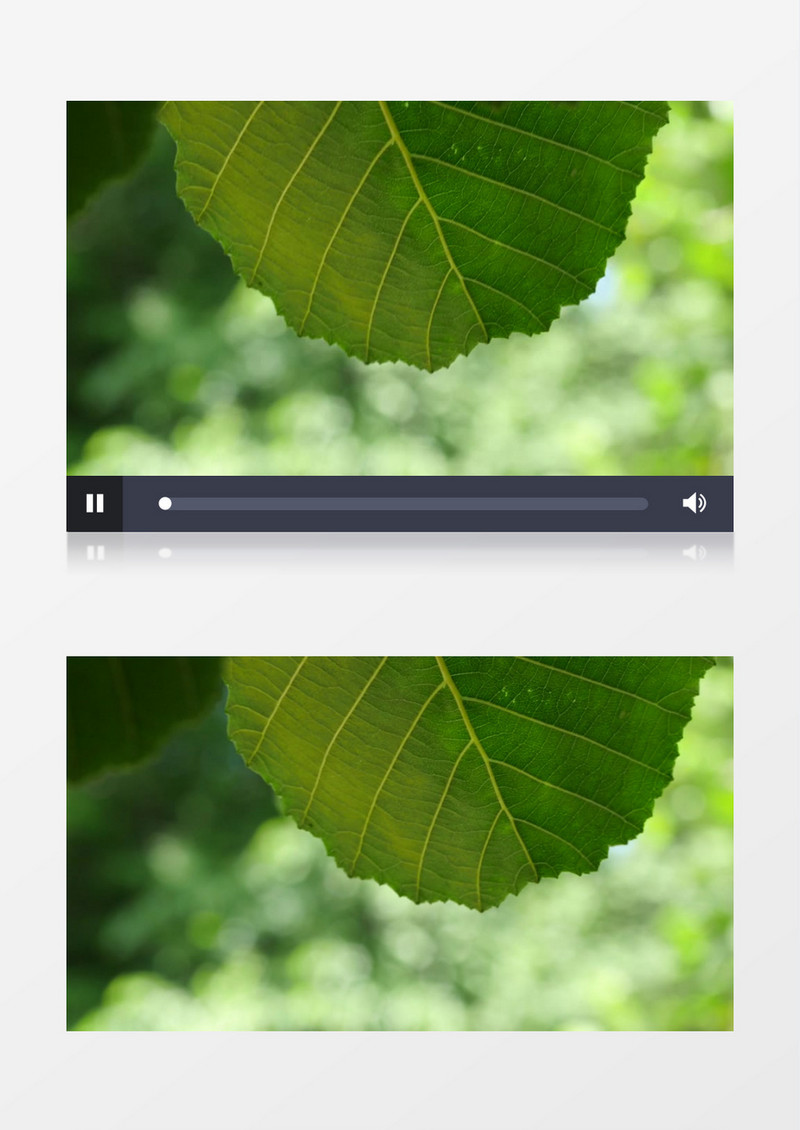  白天近距离拍摄绿色树叶实拍视频素材