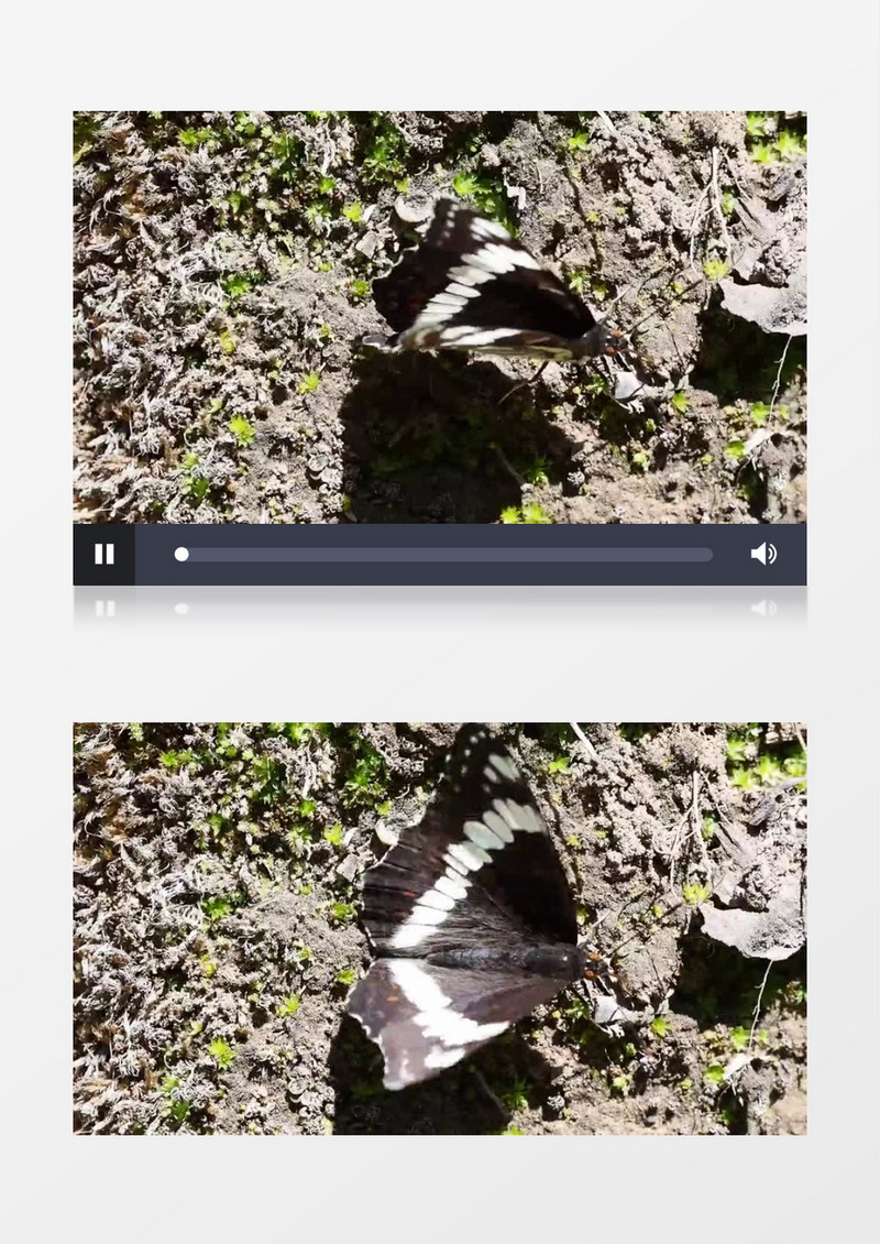 夏天昆虫动物蝴蝶实拍视频