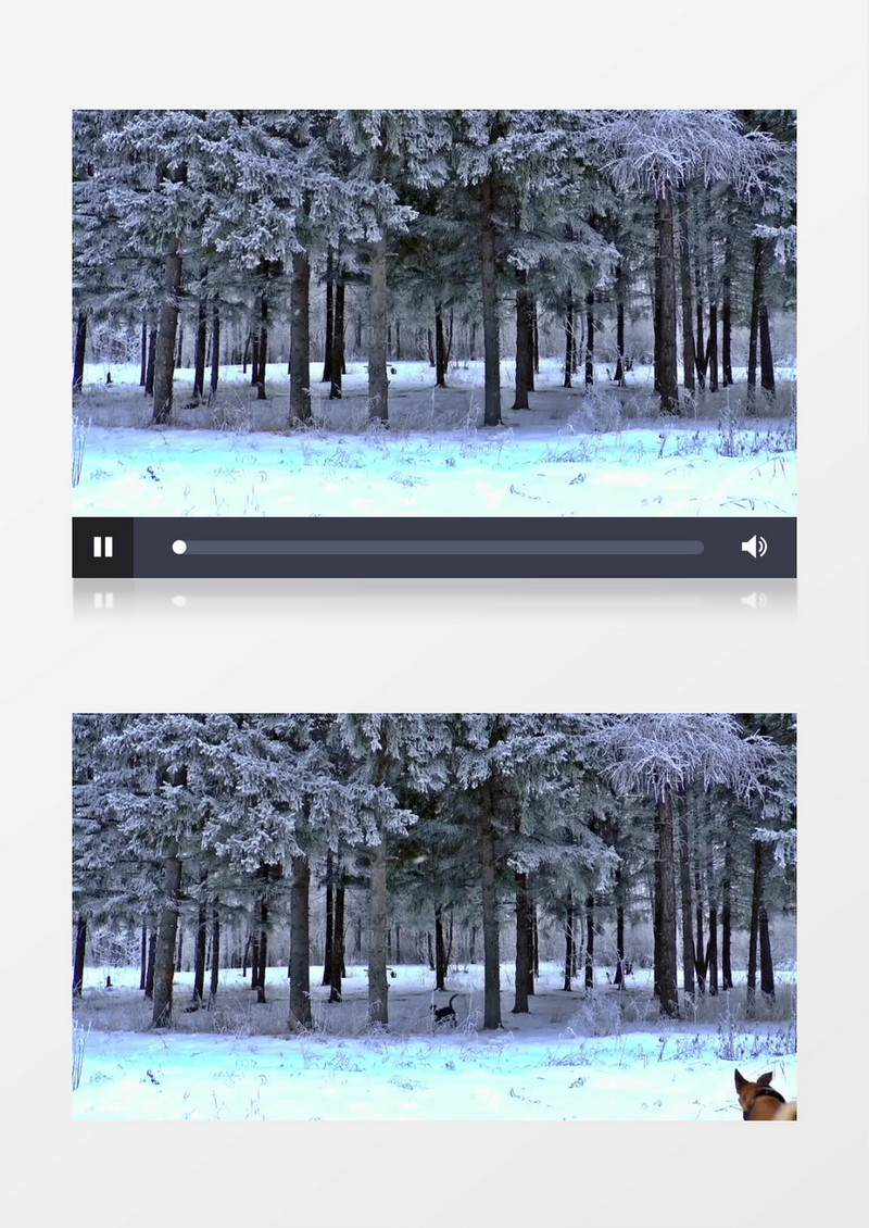 两只狗在雪地里肆意奔跑玩耍四处张望美丽雪景实拍视频素材
