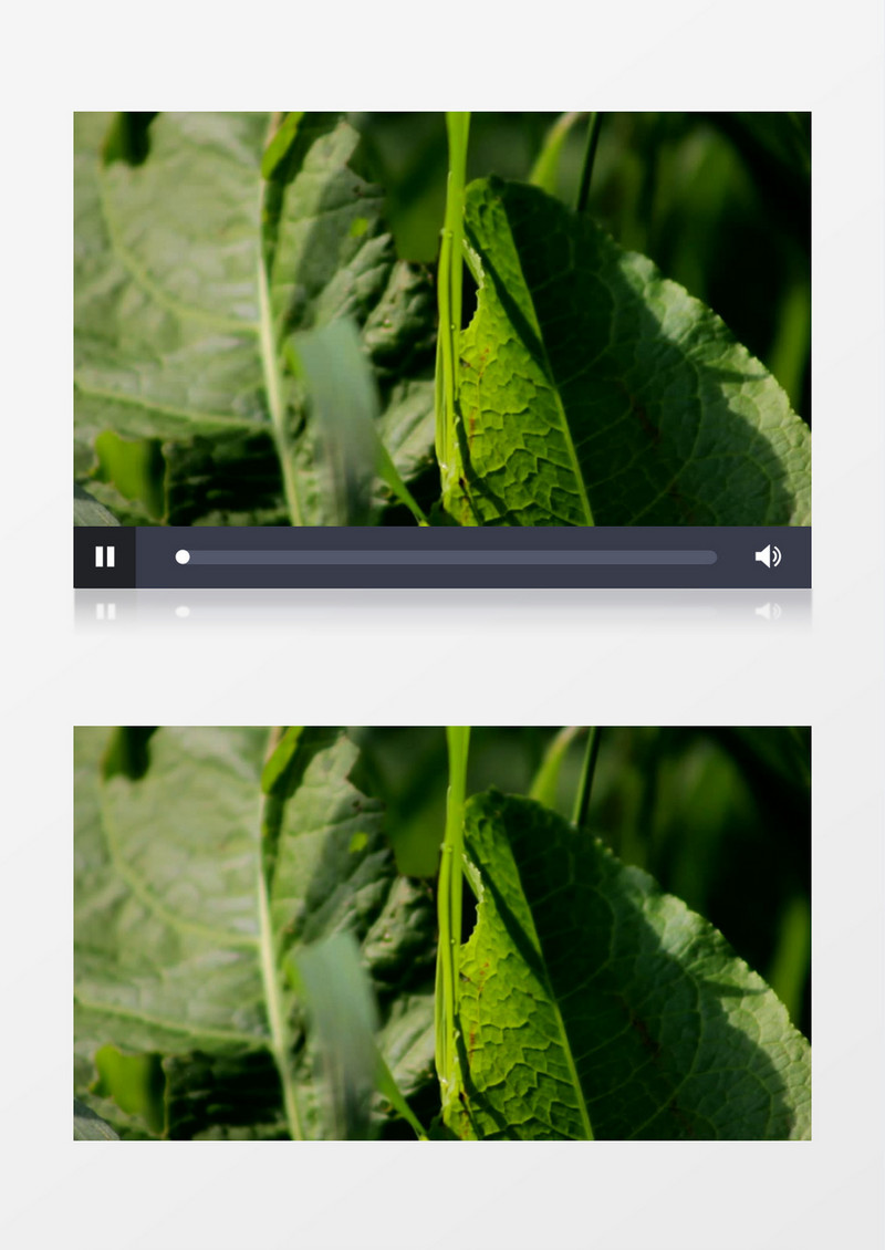 高清近距离特写拍摄户外绿色叶子实拍视频素材