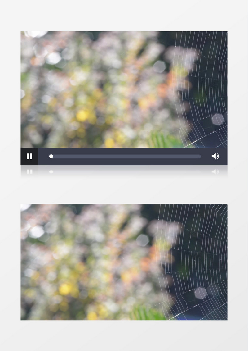 高清实拍一个紧密的蜘蛛网实拍视频素材