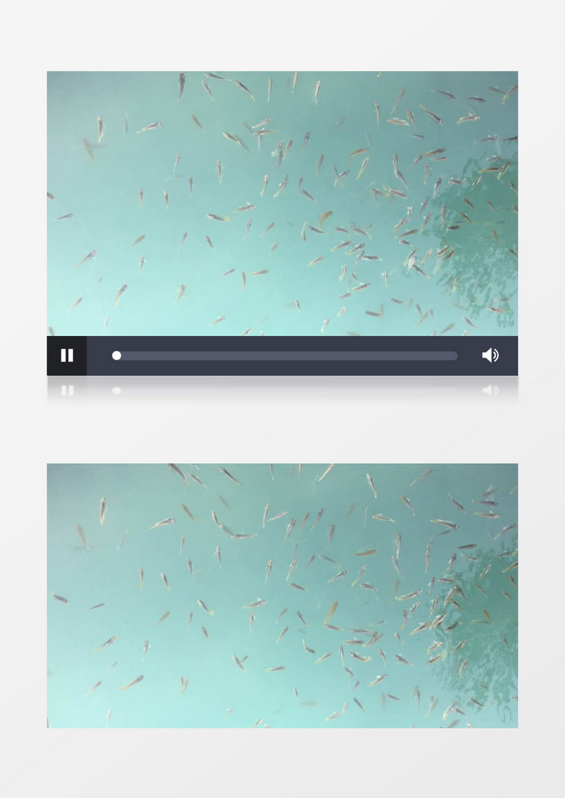 水下水族馆游来游去小鱼实拍视频素材