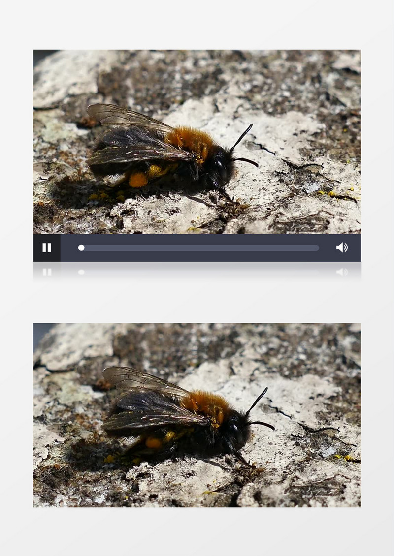 昆虫动物小蜜蜂实拍视频